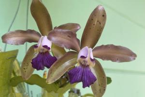 Cattleya Rhythm and Blues