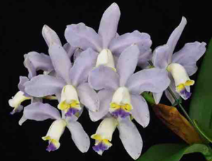 Cattleya Rhythm and Blues