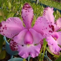 Cattleya Snookie