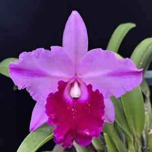 Cattleya Odom's Grand Delight