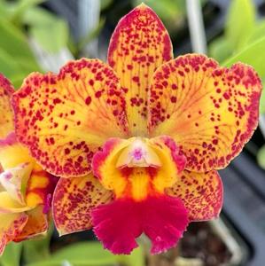 Cattleya Cosmic Future