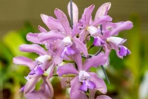 Cattleya Miss Mayberry