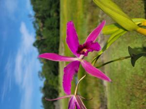 <i>Cattleya</i> SVO Sunset
