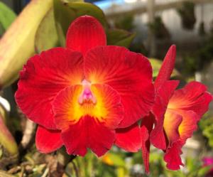 Cattleya Cosmic Circle