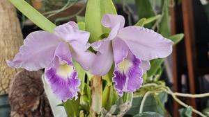 Cattleya Memoria Shareen's Blue Abyss