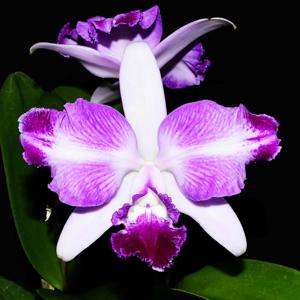 Cattleya Maria Elena Cazar