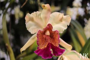 Cattleya NK Luz de Luna