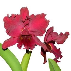 Cattleya Felicia