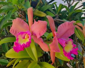 Cattleya 23rd WOC Tainan 2024