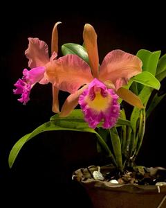 Cattleya 23rd WOC Tainan 2024