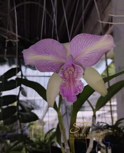 Cattleya Shafira Rahma