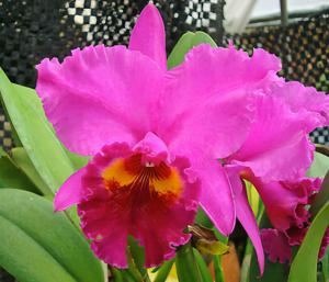 <i>Cattleya</i> Mem. Susanne Mueller