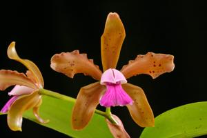 Cattleya Inspirational Iris