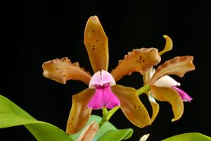 Cattleya Inspirational Iris