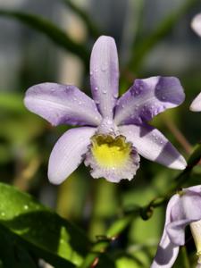 Cattlianthe Minerva