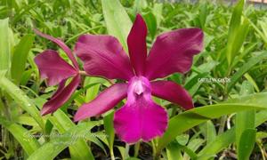 Cattlianthe Chloe