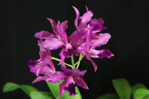 Cattlianthe Chloe