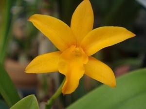 Cattlianthe Maricana