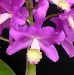 Cattlianthe Browniae