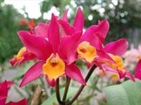 Cattlianthe Roman Rainbow