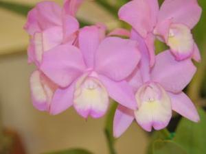 Cattlianthe Small Wonder