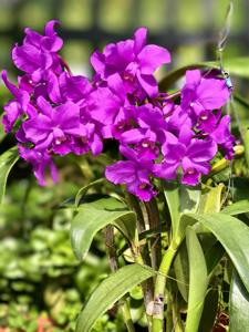 Cattlianthe Porcia