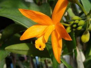 Cattlianthe Mandarin Melody