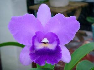 Cattlianthe Mini Dream