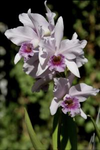 Cattlianthe Sea of Cortez