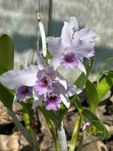 Cattlianthe Sea of Cortez