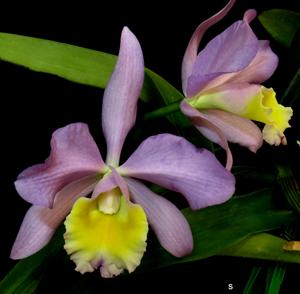 Cattlianthe Granier's Blue Elegance