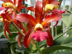 Cattlianthe Oscar Charleston