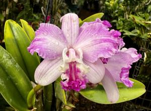 <i>Cattlianthe</i> Topaz Too Cute