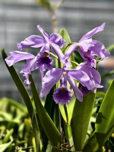 Cattlianthe River Kwai Blue