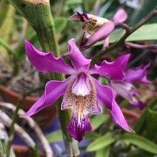 Caulophila Buccoo Reef