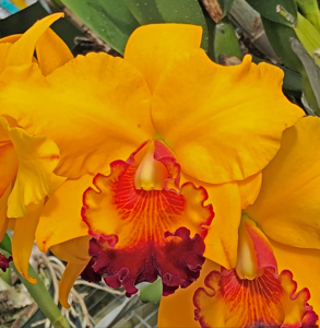 Rhyncholaeliocattleya Yuki Akatsuka