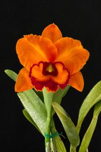 Rhyncholaeliocattleya Nakornchaisri Delight