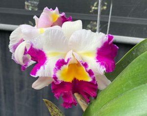 Rhyncholaeliocattleya Ching Ming Good Life