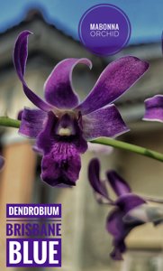 <i>Dendrobium</i> Brisbane Blue