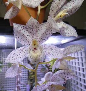 <i>Clowesetum</i> Cheryl Erins