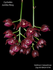 Cyclodes Jumbo Rosy