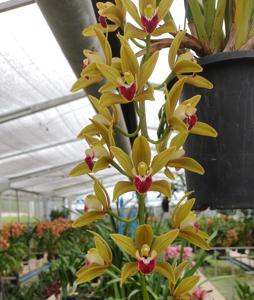 Cymbidium Langleyense