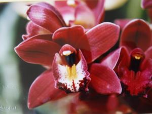 Cymbidium Ivy Fung