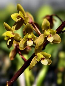 Cymbidium Helen Bannerman