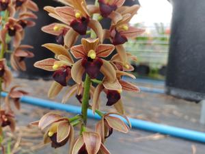 Cymbidium Blind Faith