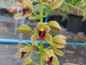 Cymbidium Blind Faith