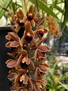 Cymbidium Devon Railway