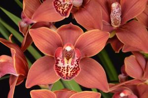 Cymbidium William Weaver