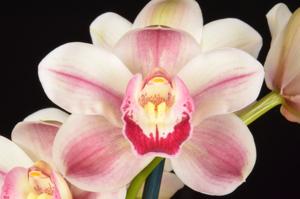 Cymbidium Jeff Trimble