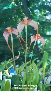 <i>Masdevallia</i> Tanager